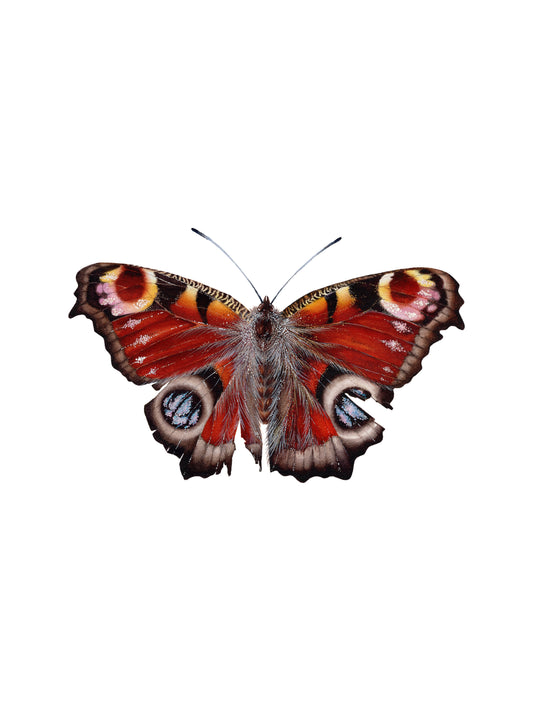 Aglais IO, original watercolor art