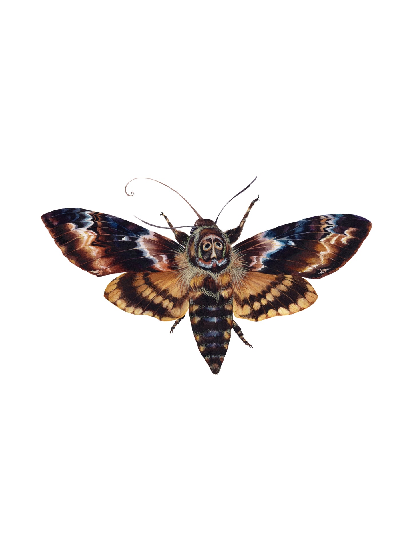 Acherontia atropos, original watercolor art