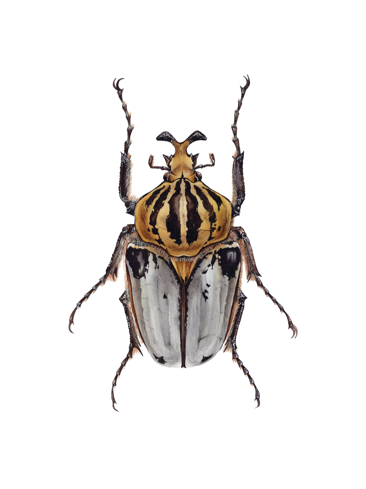Goliathus cacicus, original watercolor art