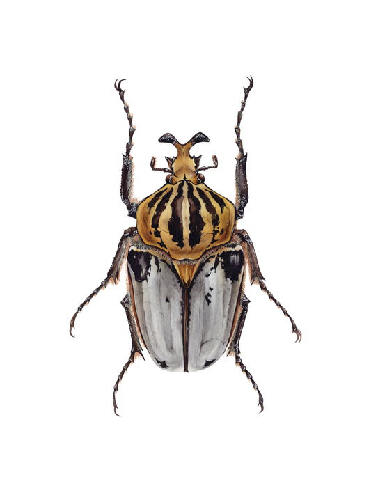 Goliathus cacicus, original watercolor art