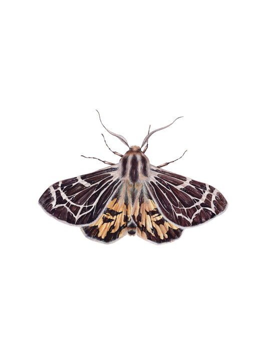 Apantesis virguncula, the little virgin tiger moth, original watercolour art