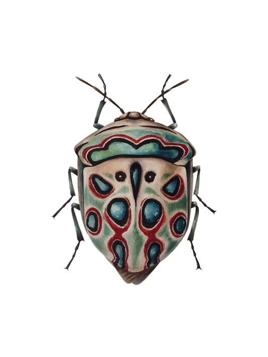 Sphaerocoris annulus, the Picasso bug, original watercolor art