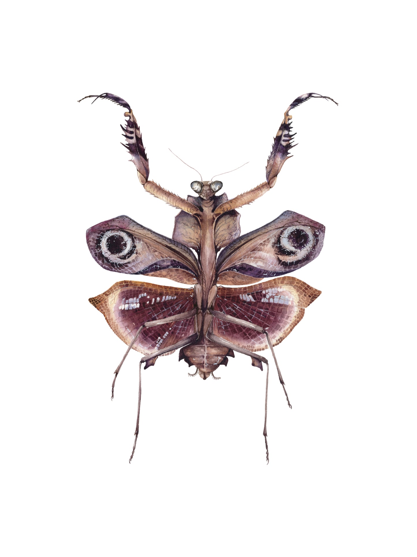 Deroplatys desiccata, original watercolor art