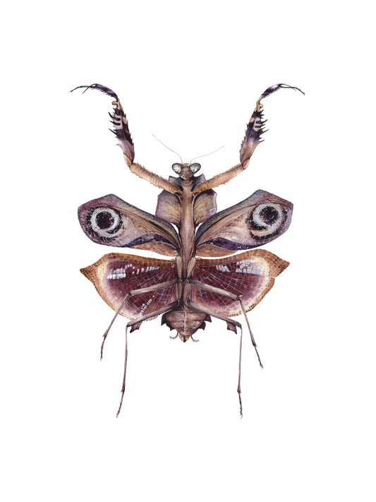 Deroplatys desiccata, original watercolor art