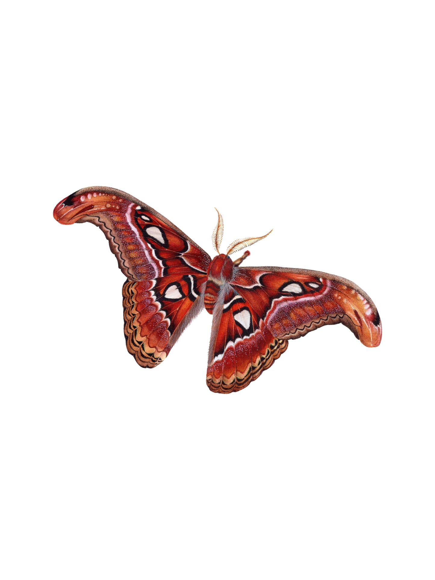 Attacus atlas, original watercolor art