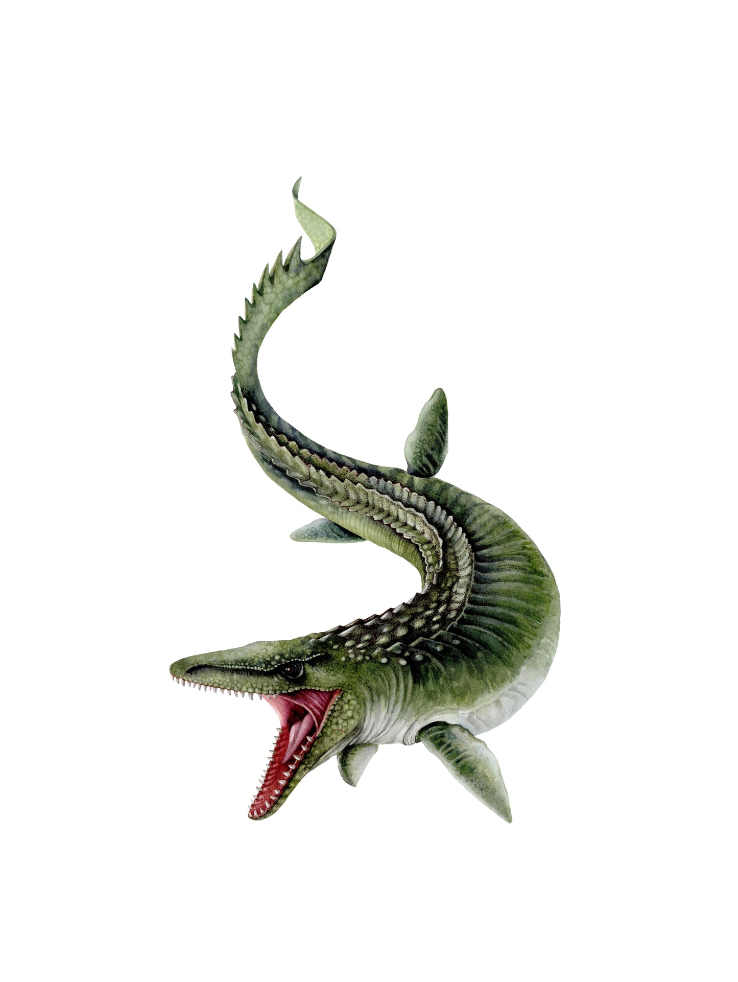 Mosasaurus. original watercolour art