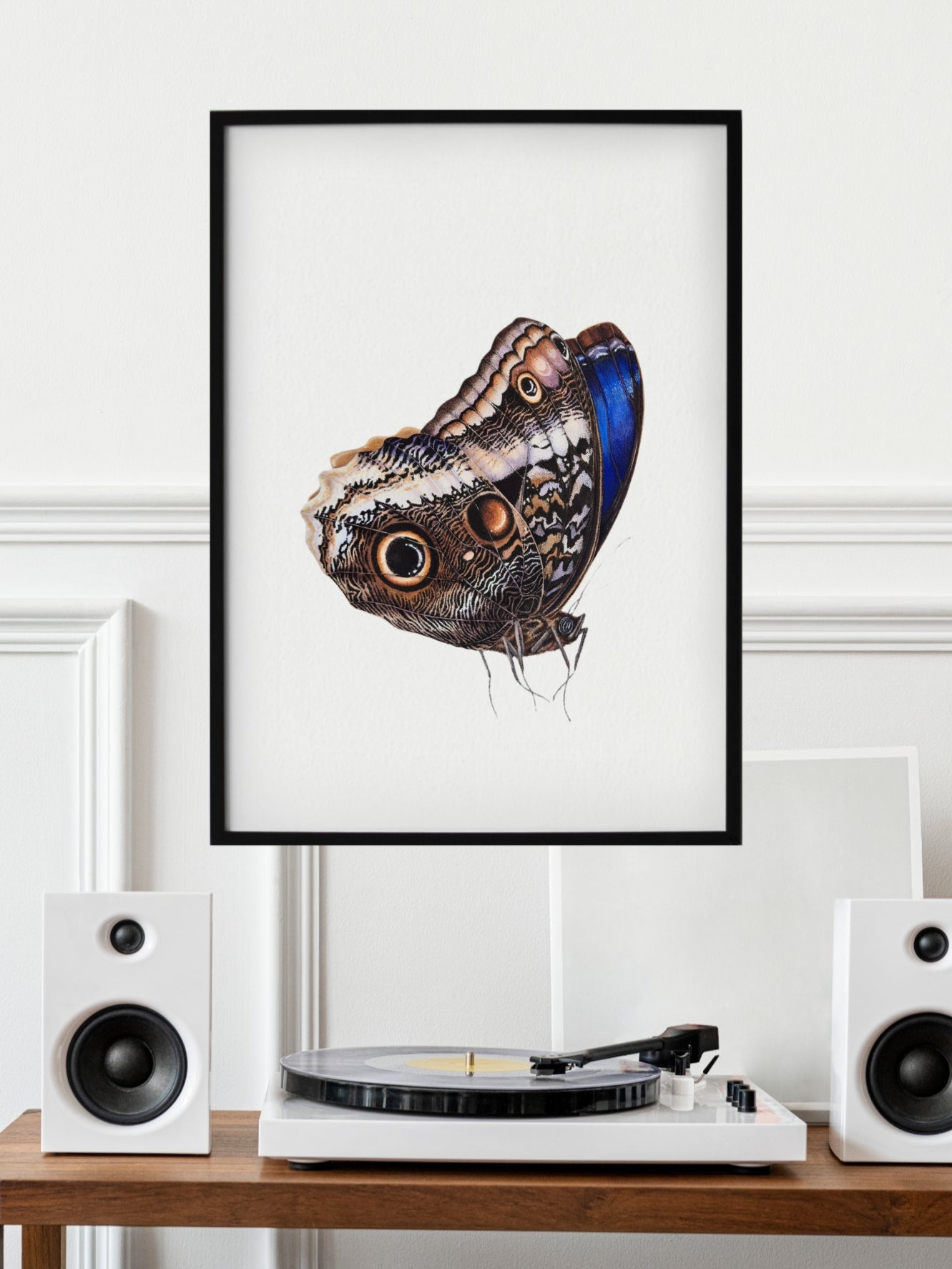 The Caligo atreus, original watercolor art