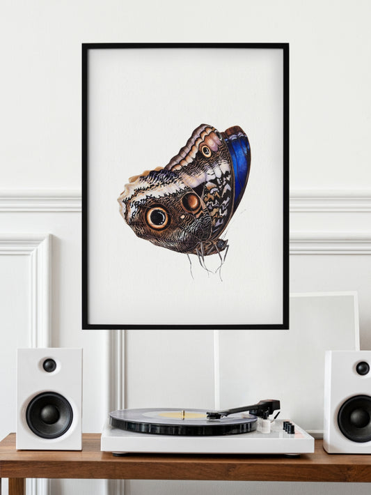 The Caligo atreus, original watercolor art