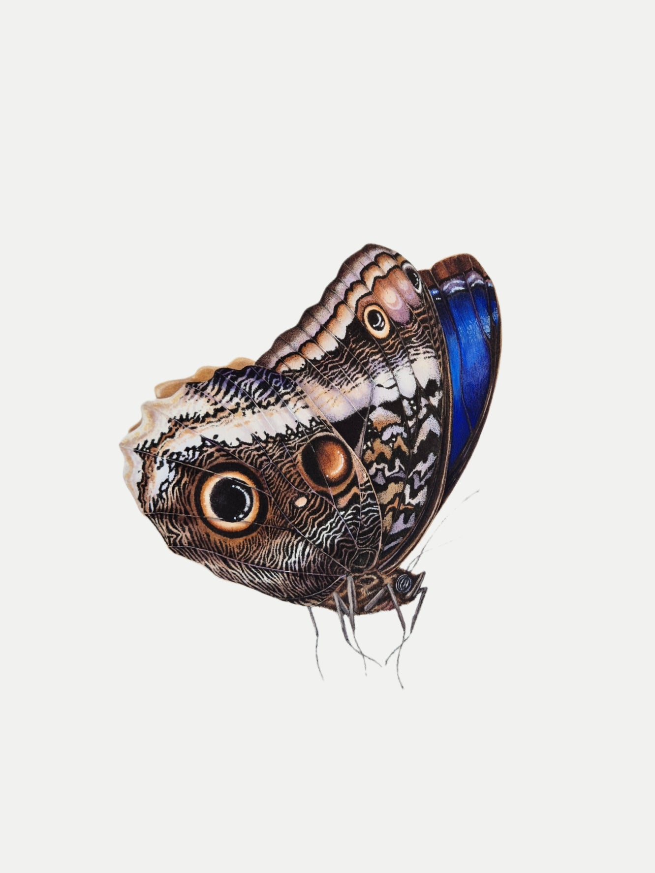 The Caligo atreus, original watercolor art