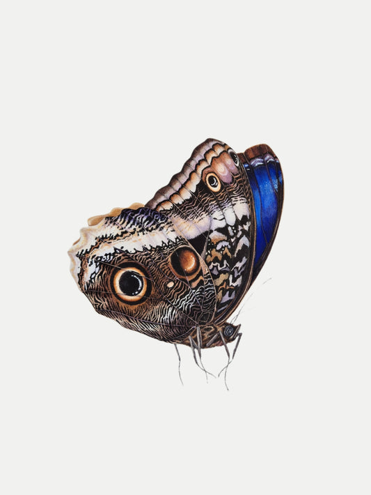 The Caligo atreus, original watercolor art