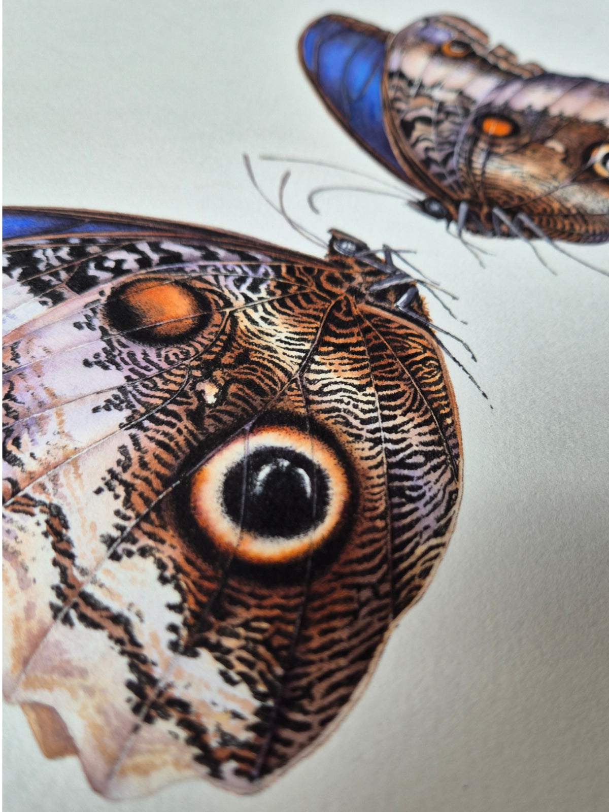 Caligo atreus, the yellow-edged giant owl (pair)