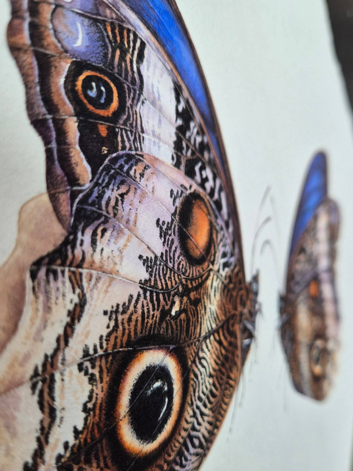 Caligo atreus, the yellow-edged giant owl (pair)