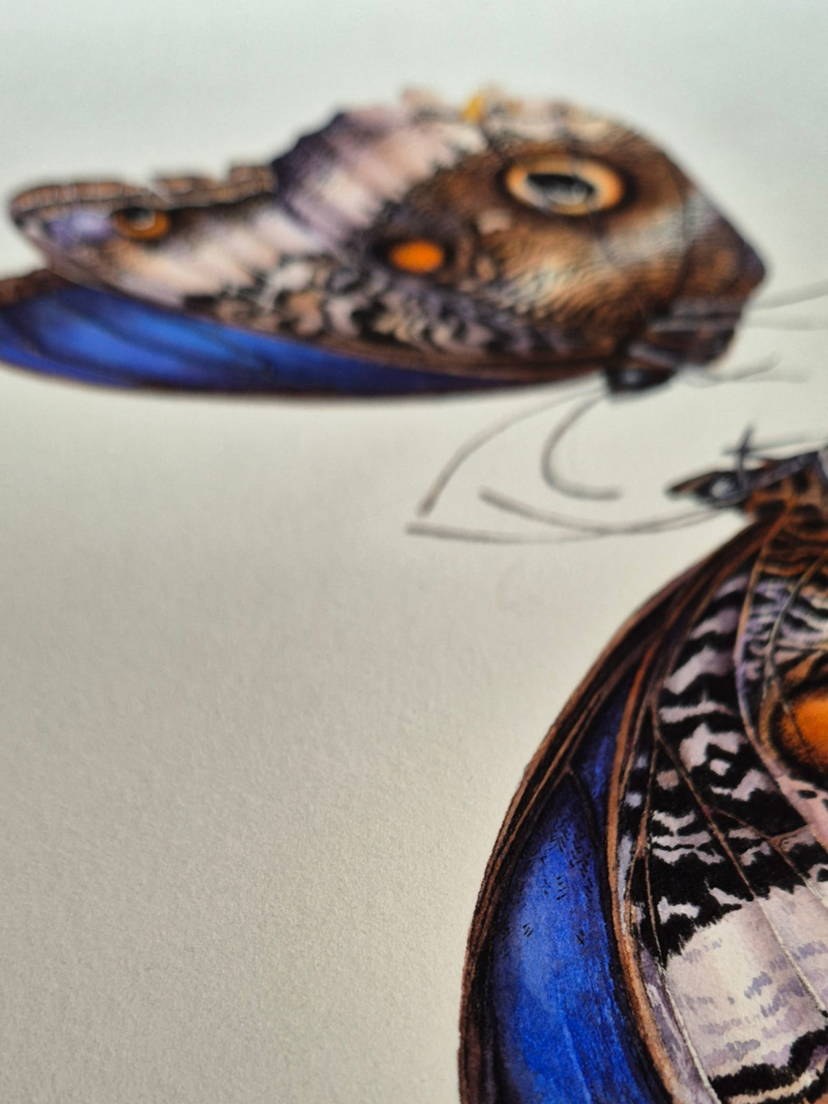 Caligo atreus, the yellow-edged giant owl (pair)