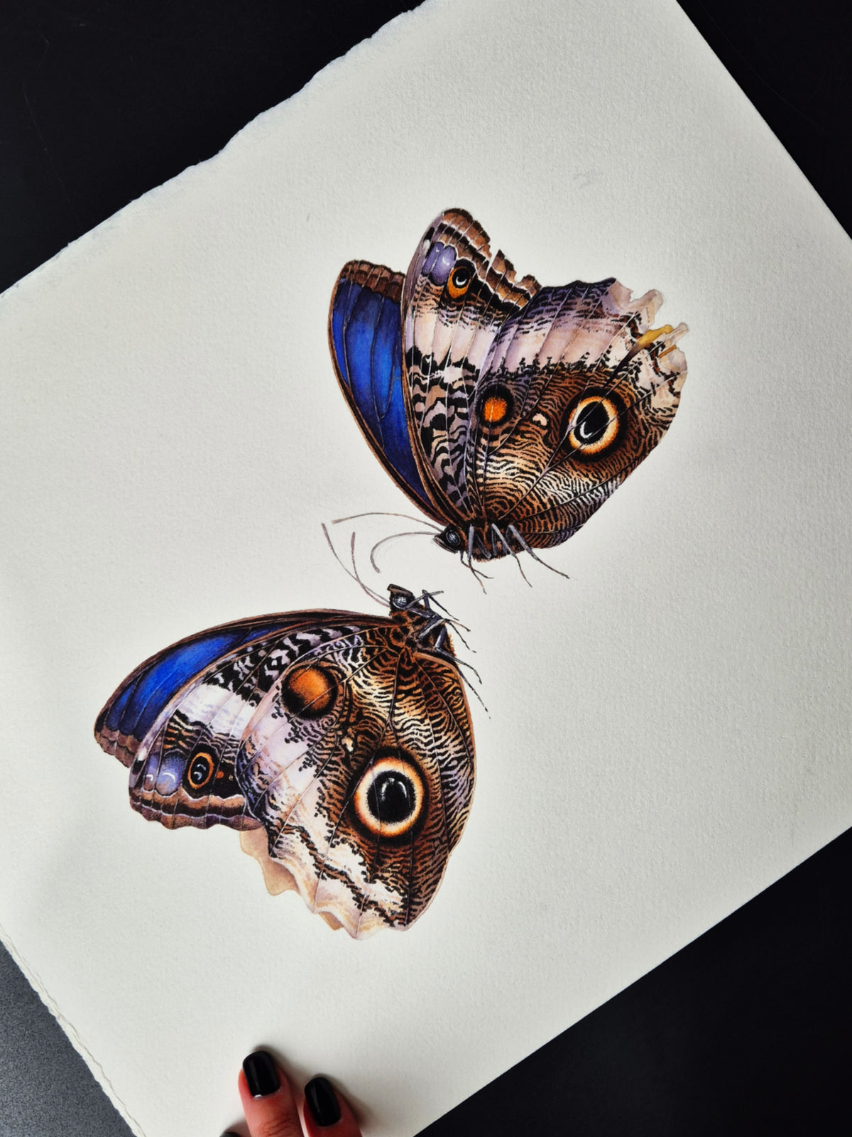 Caligo atreus, the yellow-edged giant owl (pair)