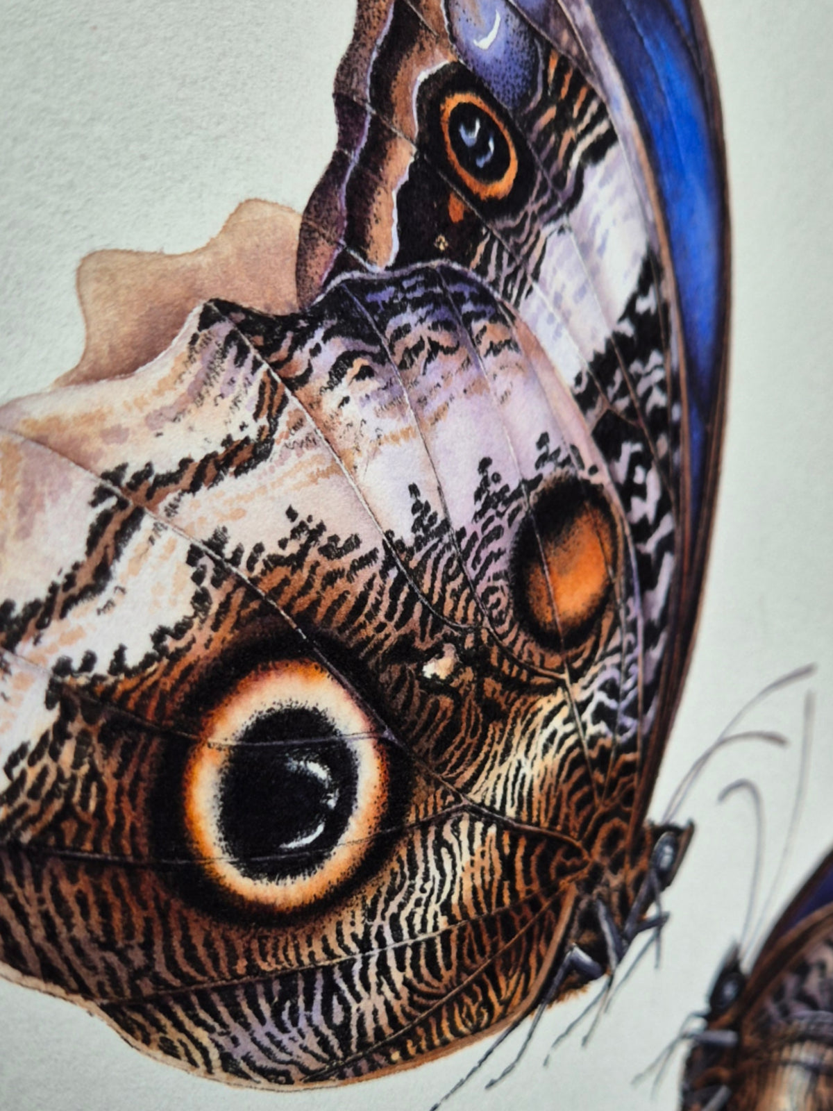 Caligo atreus, the yellow-edged giant owl (pair)