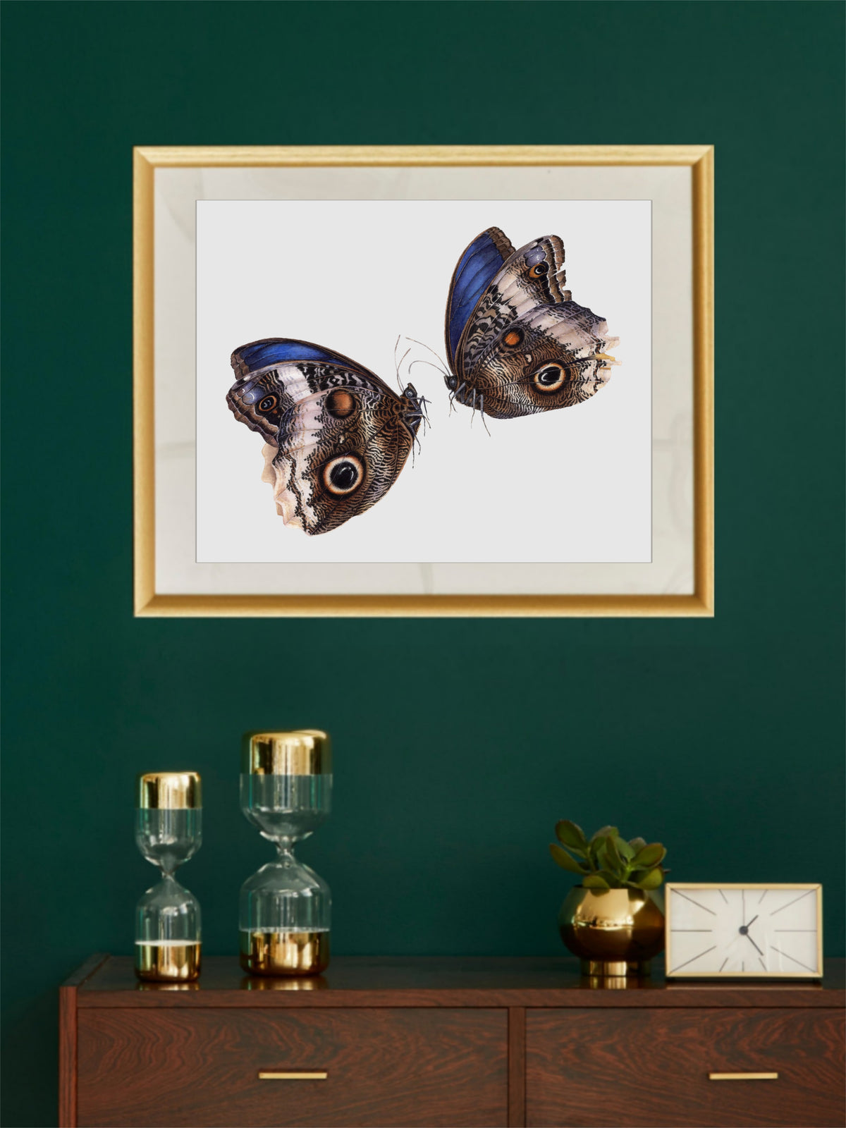Caligo atreus, the yellow-edged giant owl (pair)