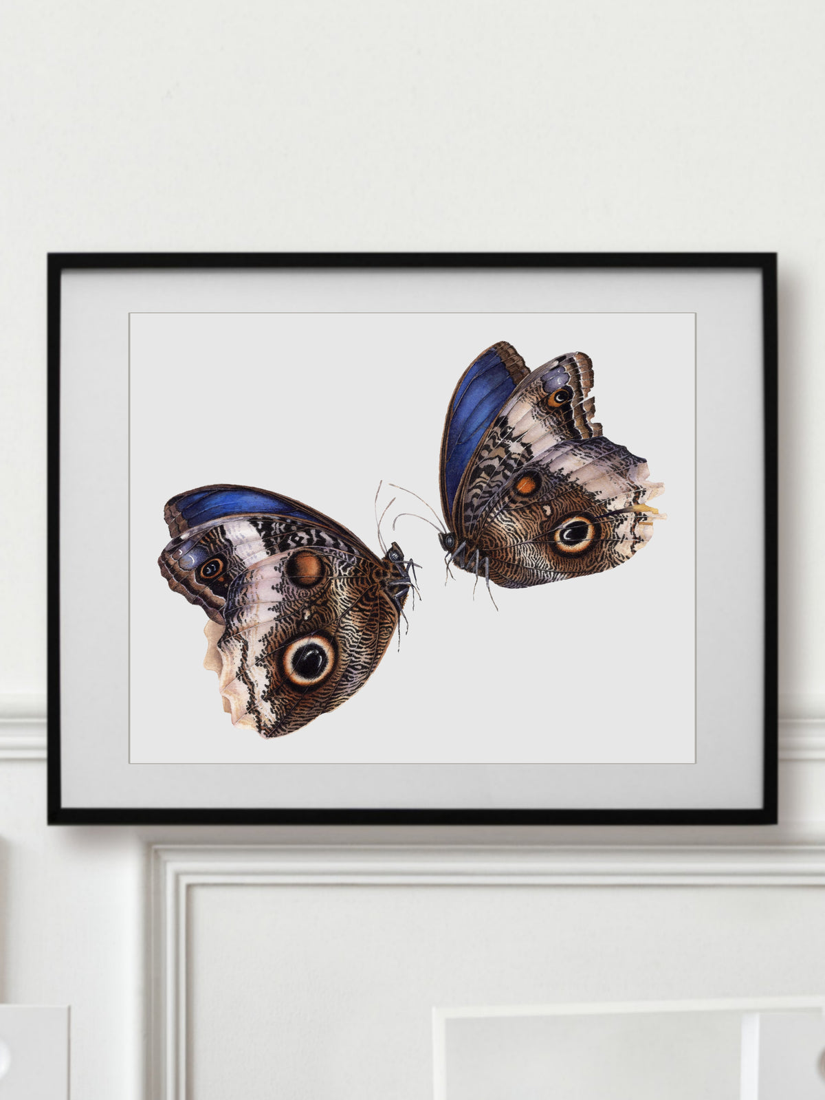 Caligo atreus, the yellow-edged giant owl (pair)