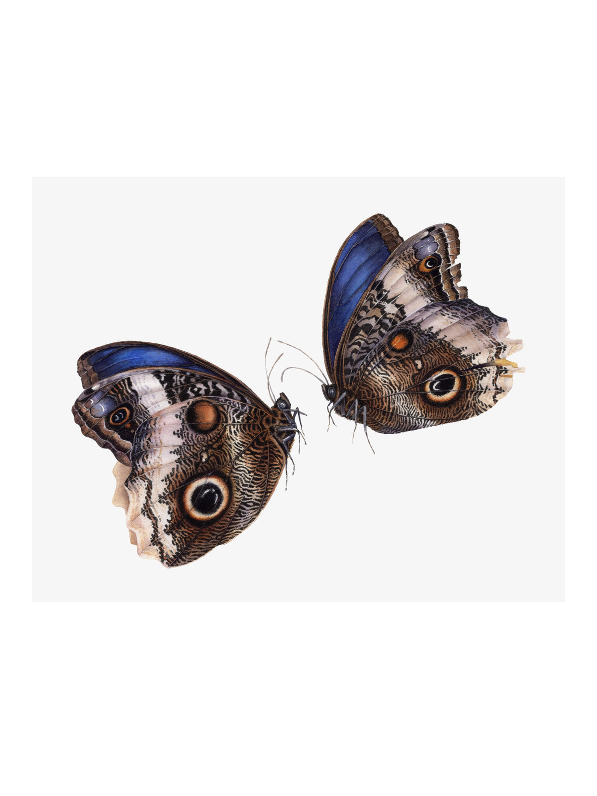 Caligo atreus, the yellow-edged giant owl (pair)