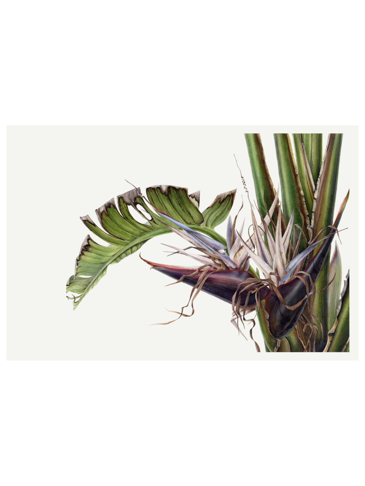 Strelitzia nicolai