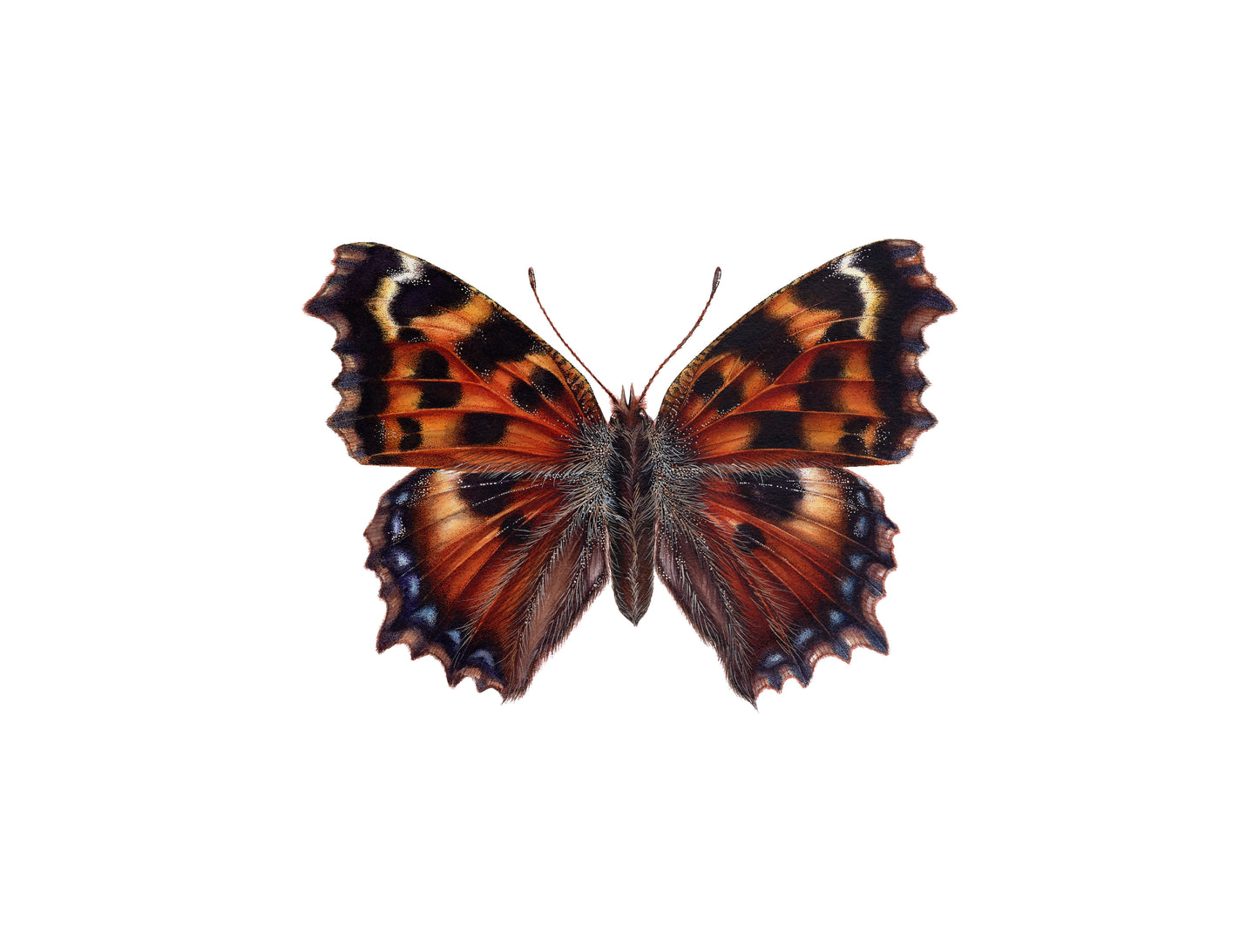 Nymphalis polychloros, original watercolor art