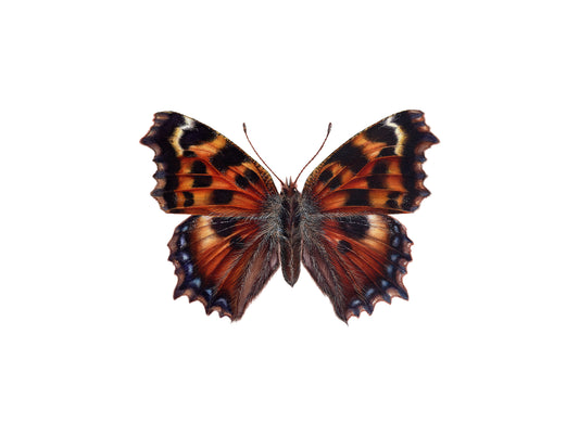 Nymphalis polychloros, original watercolor art