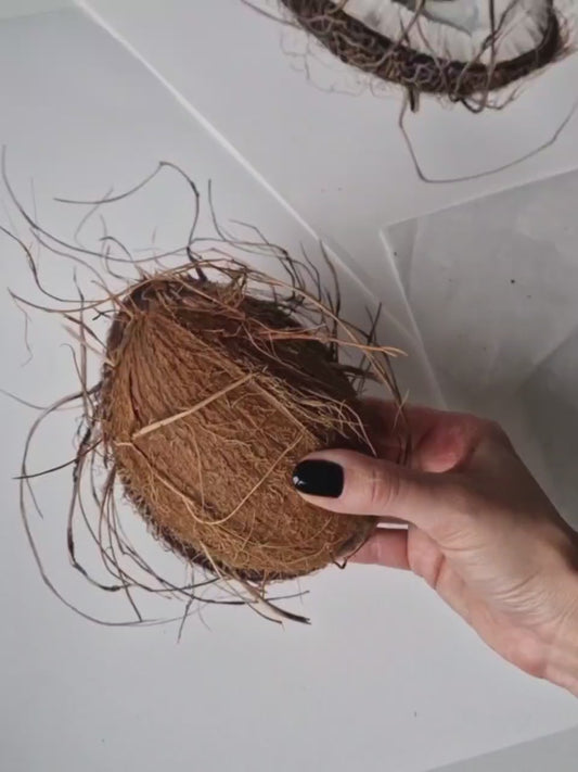 Cocos nucifera (coconut), original watercolour botanical illustration